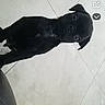 Rocky joined the competition — help win amazing prizes! puppy, dog, black_dog, standing, indoor, tiled_floor, wall, portrait, short_hair, floppy_ears, dark_fur, small_dog, looking_at_camera, snapchat, smartphone_screenshot, flashback, story_interface, tile_pattern, pet, cute