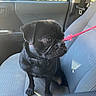 Rocky is registered to the contest to win money with this photo: dog, pug, black_dog, pet, canine, sitting, car, car_interior, passenger_seat, seatbelt, red_leash, short_hair, wrinkled_face, expressive, looking_sideways, indoor, vehicle, sunlight, road_trip, animal_portrait