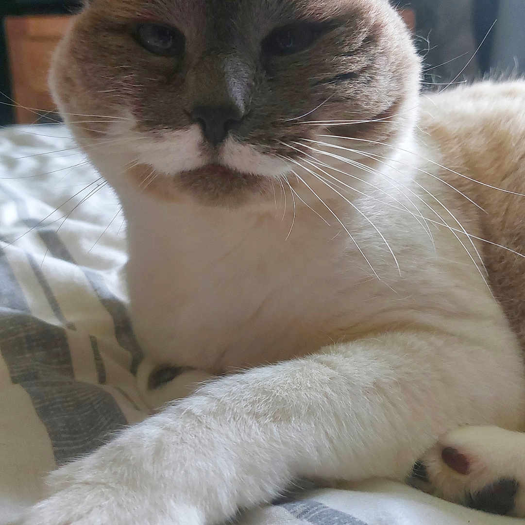 Johnna participe au concours pour gagner de l'argent avec cette photo : abyssinian, angora, animal, bed, bedroom, blanket, cat, furniture, homedecor, indoors, kitten, linen, manx, person, pet, quilt, room, siamese, sleeping, white