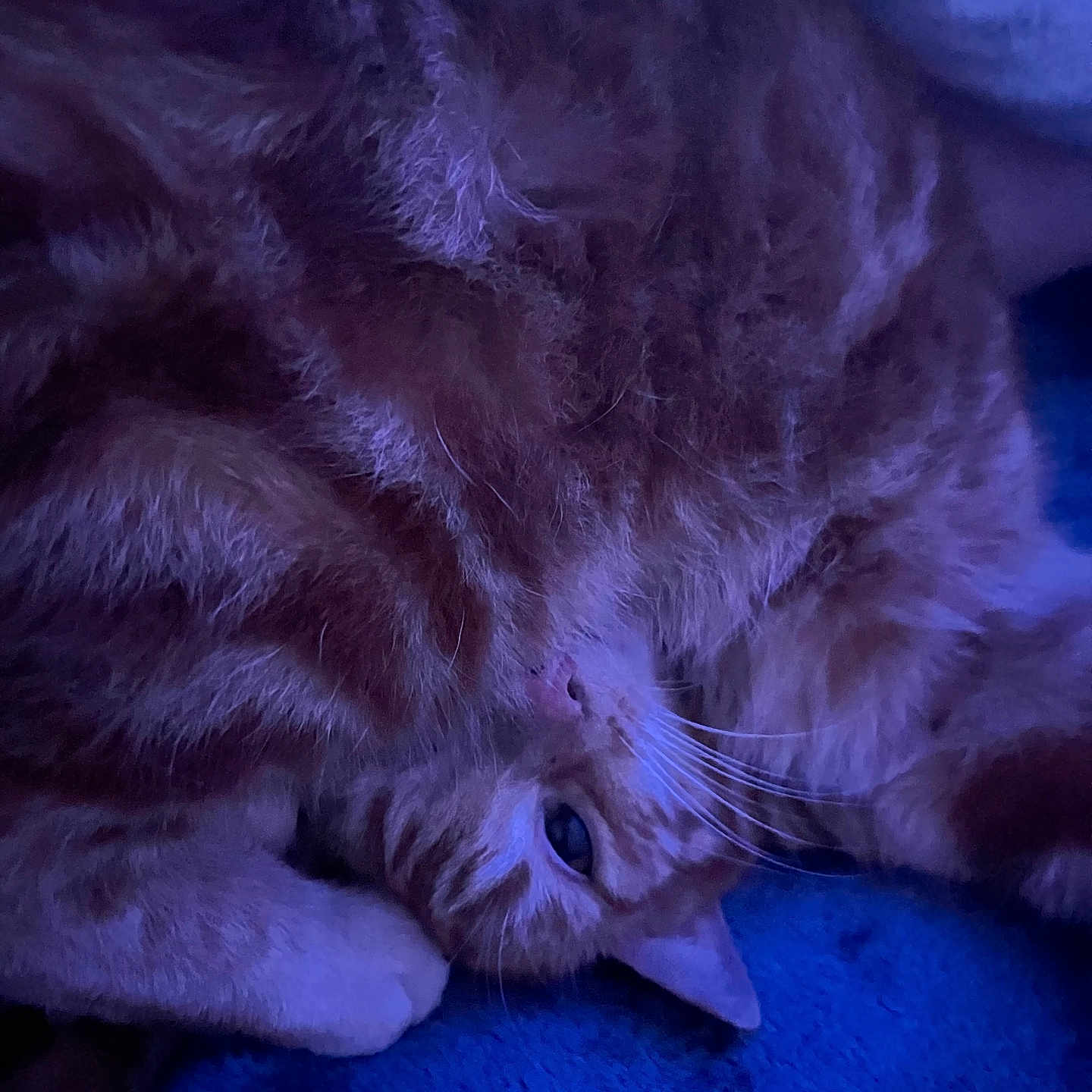 Vroum a rejoint le concours — aidez-le/la à gagner de superbes lots ! animal, blue_blanket, cat, closeup, cozy, curled_up, cute, domestic_cat, feline, fur, indoor, orange_tabby, paw, pet, relaxed, resting, sleeping, soft_texture, whiskers