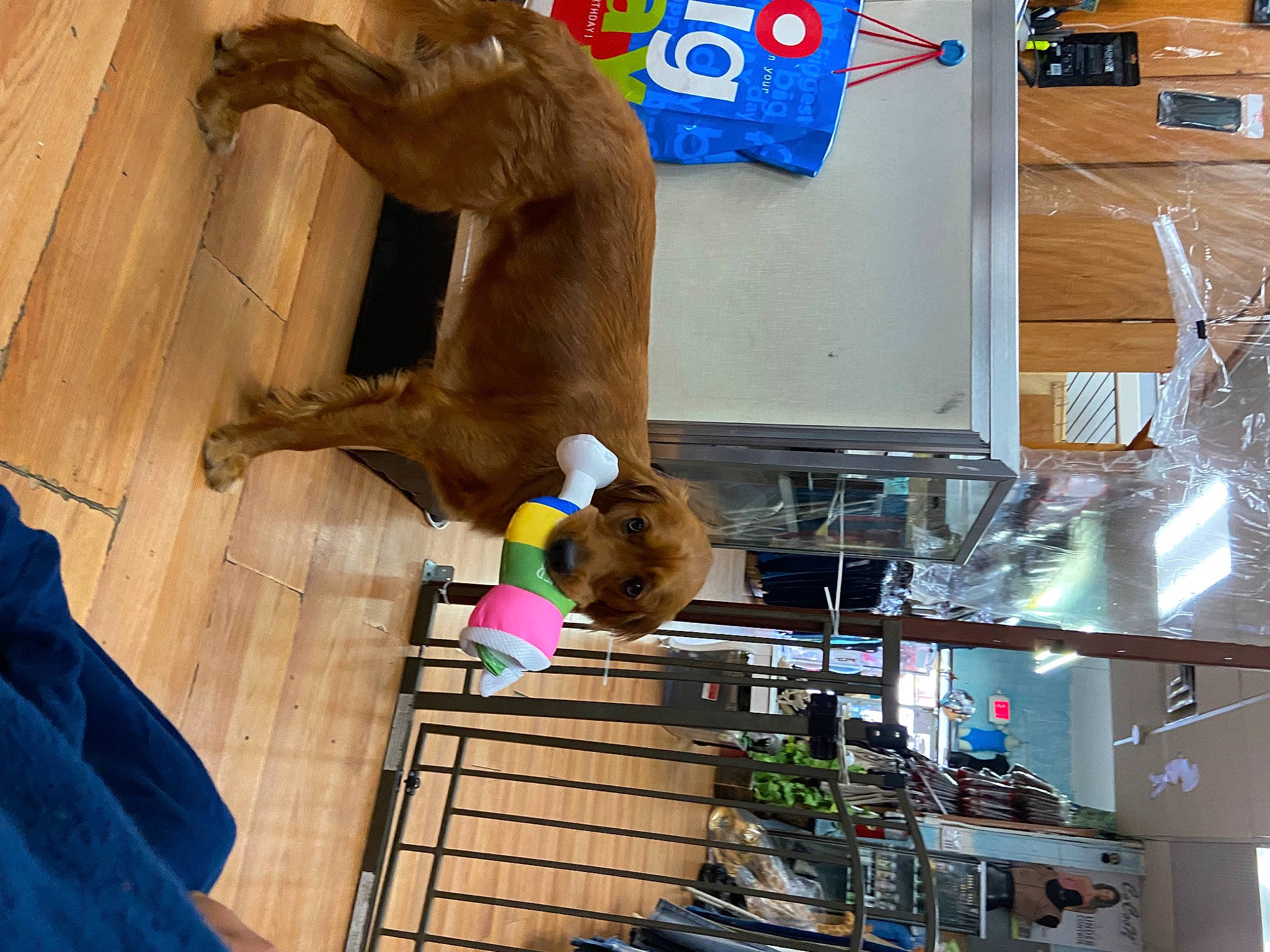 Rosè is registered to the contest to win money with this photo: art, blue, dinosaur, elephant, fawn, flooring, fun, fur, indian_elephant, room, sculpture, sporting_group, statue, stuffed_toy, tail, terrestrial_animal, toy, visual_arts, wood, working_animal