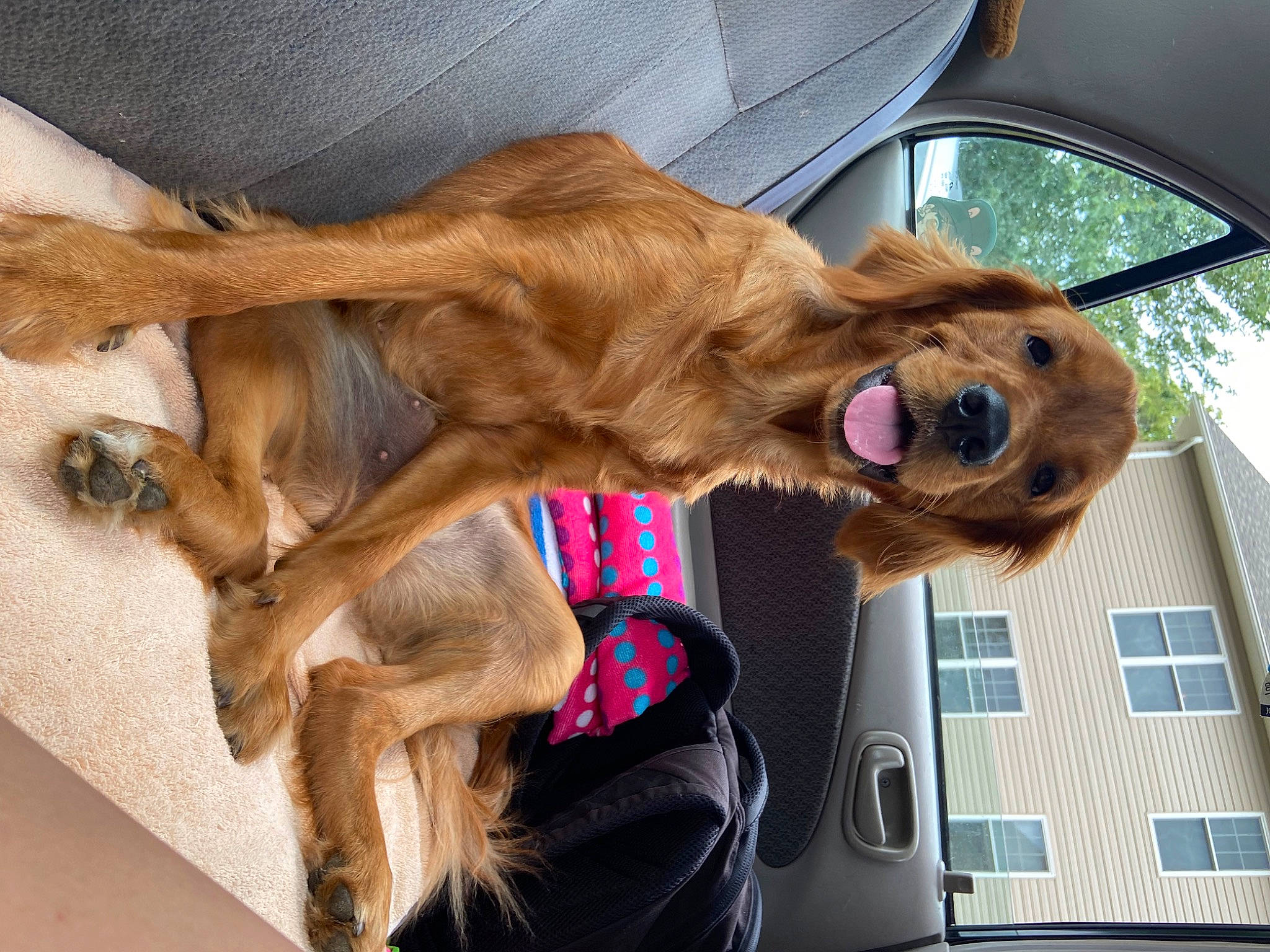 Rosè is registered to the contest to win money with this photo: canidae, carnivore, collar, companion_dog, dog, dog_breed, dog_collar, dog_supply, fawn, fur, giant_dog_breed, guard_dog, gun_dog, liver, plant, snout, sporting_group, whiskers, window, working_animal