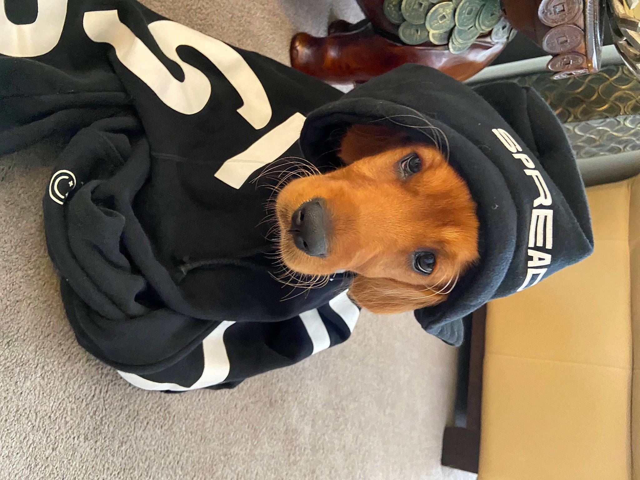 Rosegold joined the competition — help win amazing prizes! cap, carmine, fashion_accessory, glove, hat, helmet, hoodie, jacket, jersey, logo, mascot, personal_protective_equipment, selfie, sleeve, sports_gear, sports_uniform, sportswear, street_fashion, t_shirt, uniform