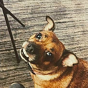 Starla Lee Doggett joined the competition — help win amazing prizes! animal, brown_dog, canine, carpet, chair_leg, collar, companion, cute, dog, domestic_animal, expression, floor, friendly, indoor, looking_up, mammal, pet, shoe, small_dog, waiting