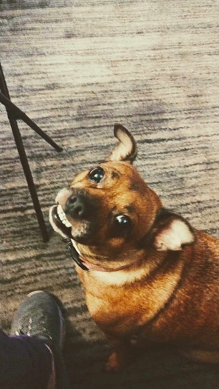 Starla Lee Doggett joined the competition — help win amazing prizes! animal, brown_dog, canine, carpet, chair_leg, collar, companion, cute, dog, domestic_animal, expression, floor, friendly, indoor, looking_up, mammal, pet, shoe, small_dog, waiting