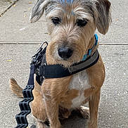 Bentley is registered to the contest to win money with this photo: dog, leash, harness, sidewalk, urban, blue_mohawk, pet, canine, fur, outdoor, pavement, sitting, street, animal, closeup, brown_fur, black_nose, ears, collar, quiet