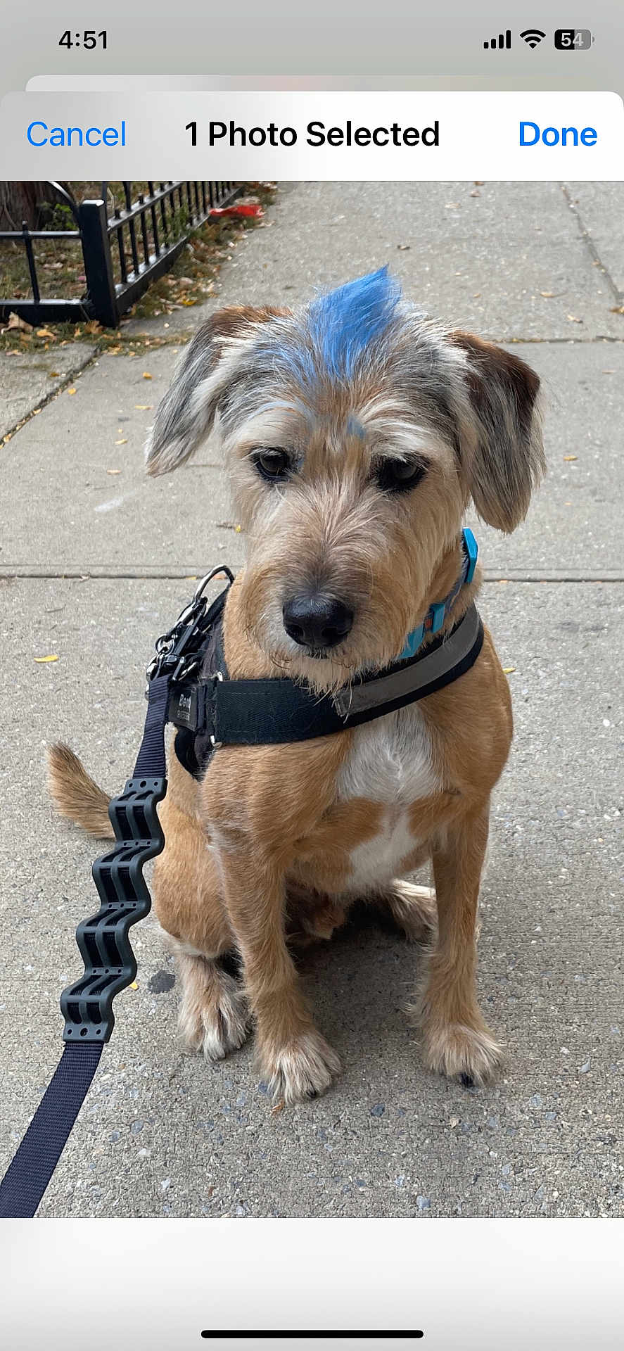 Bentley is registered to the contest to win money with this photo: dog, leash, harness, sidewalk, urban, blue_mohawk, pet, canine, fur, outdoor, pavement, sitting, street, animal, closeup, brown_fur, black_nose, ears, collar, quiet