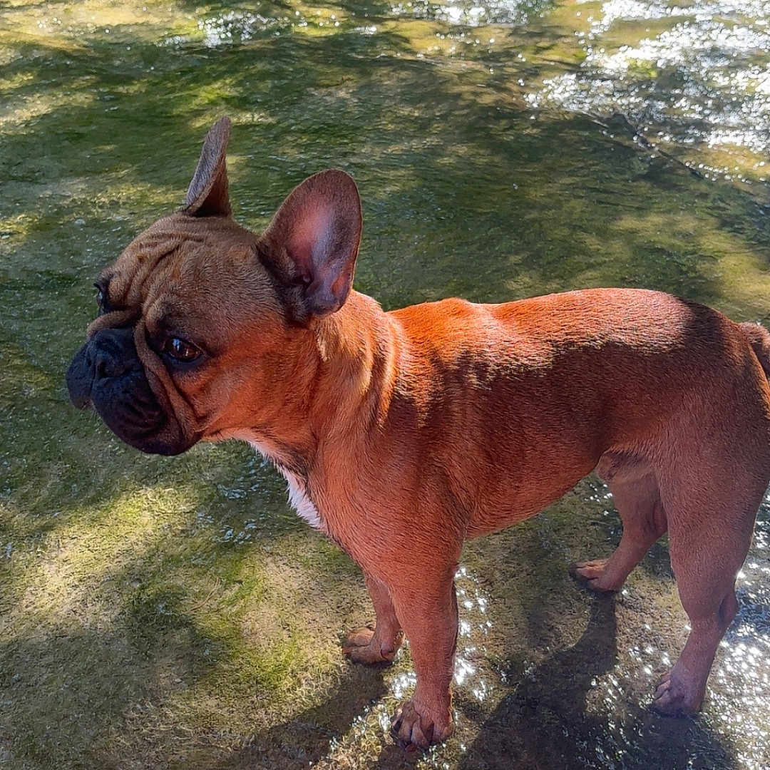 Milo participe au concours pour gagner de l'argent avec cette photo : animal, bare_feet, canine, daylight, dog, french_bulldog, greenery, knees, moss, nature, outdoor, pet, relaxation, rocks, shadow, shallow_water, stream, summer, sunlight, water