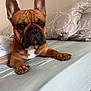 dog, french_bulldog, bed, pillow, pet, animal, ears, brown, white_markings, fur, domestic_animal, indoor, resting, cute, canine, portrait, looking, mammal, companion, bedroom