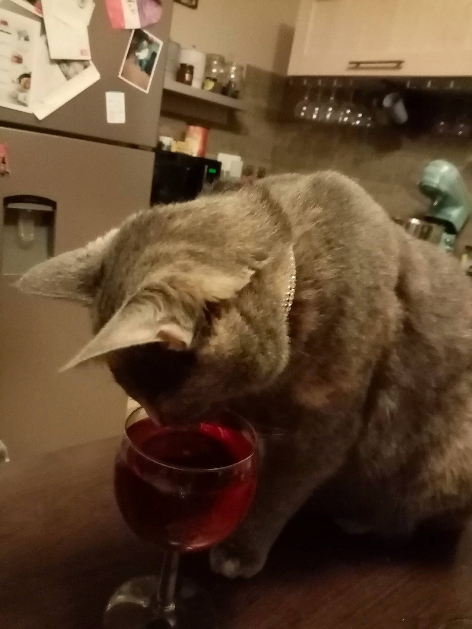 Opale a rejoint le concours — aidez-le/la à gagner de superbes lots ! alcoholic_beverage, carnivore, cat, cocktail, comfort, domestic_short_haired_cat, drink, drinkware, felidae, flooring, fluid, fur, liquid, small_to_medium_sized_cats, snout, stemware, tableware, tail, whiskers, wine_glass