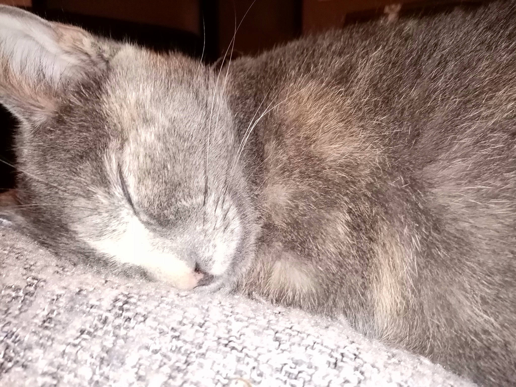 Opale a rejoint le concours — aidez-le/la à gagner de superbes lots ! carnivore, cat, claw, comfort, domestic_short_haired_cat, felidae, fur, grey, monochrome, monochrome_photography, nap, paw, sleep, small_to_medium_sized_cats, tail, whiskers