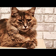 Bella participe au concours pour gagner de l'argent avec cette photo : cat, fluffy, tabby, resting, indoor, wooden_surface, brick_wall, pet, feline, whiskers, ears, fur, animal, closeup, portrait, cute, domestic, relaxed, mammal, face