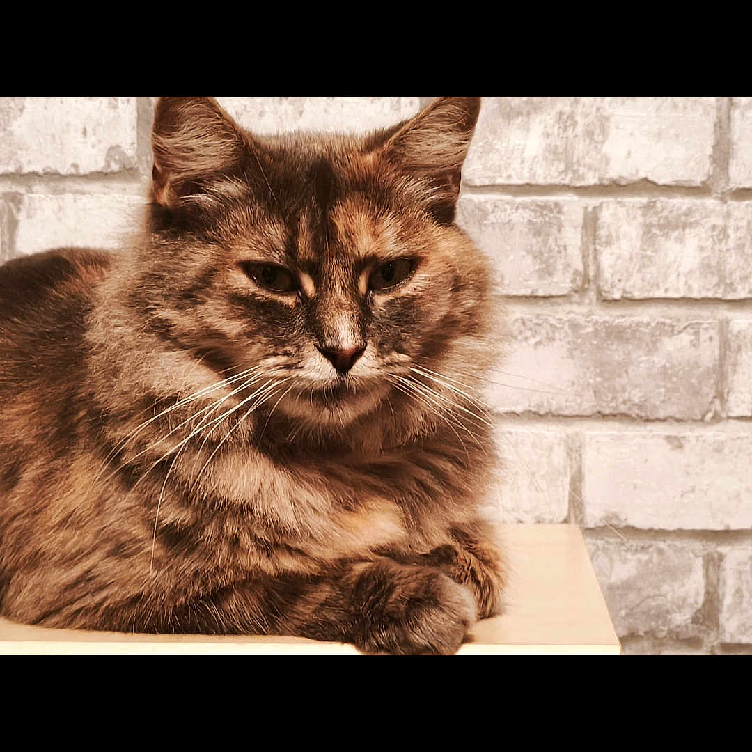 Bella participe au concours pour gagner de l'argent avec cette photo : animal, brick_wall, cat, closeup, cute, domestic, ears, face, feline, fluffy, fur, indoor, mammal, pet, portrait, relaxed, resting, tabby, whiskers, wooden_surface