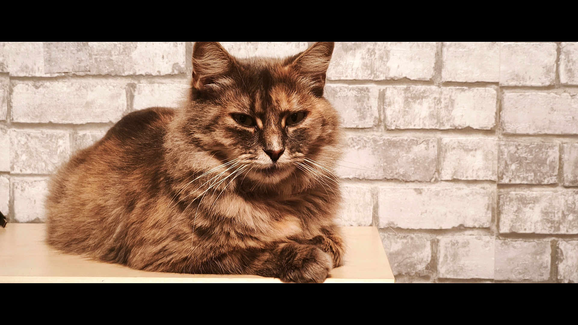 Bella participe au concours pour gagner de l'argent avec cette photo : cat, fluffy, tabby, resting, indoor, wooden_surface, brick_wall, pet, feline, whiskers, ears, fur, animal, closeup, portrait, cute, domestic, relaxed, mammal, face