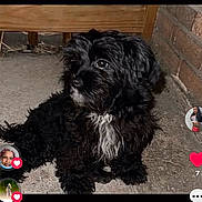 Lil Baby is registered to the contest to win money with this photo: puppy, dog, black_dog, white_patch, concrete_floor, brick_wall, wooden_railing, looking_away, cute, pet, animal, fur, small_dog, sitting, indoor, closeup, social_media_overlay, heart_icon, profile_pictures, reaction