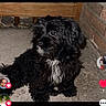 puppy, dog, black_dog, white_patch, concrete_floor, brick_wall, wooden_railing, looking_away, cute, pet, animal, fur, small_dog, sitting, indoor, closeup, social_media_overlay, heart_icon, profile_pictures, reaction