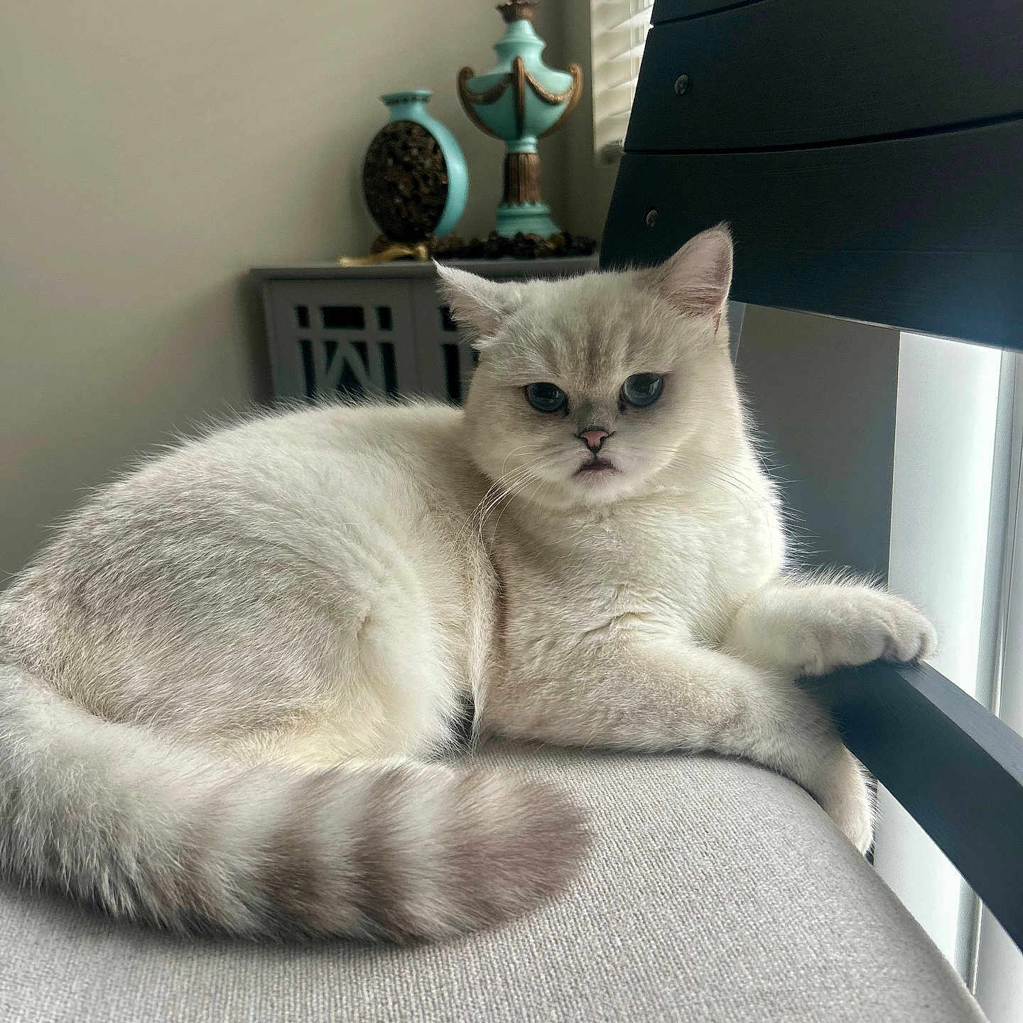 Bingo is registered to the contest to win money with this photo: abyssinian, angora, animal, architecture, bed, bedroom, building, cat, chair, furniture, homedecor, indoors, interiordesign, kitten, lamp, livingroom, manx, pet, room, siamese