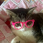 Stinky joined the competition — help win amazing prizes! cat, pet, glasses, pink, quilt, blanket, cute, animal, whiskers, ear, feline, fur, indoor, resting, soft, toy, playful, domestic, cozy, closeup