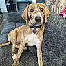 Pennie Jean joined the competition — help win amazing prizes! brindle, brown, canine, collar, comfort, couch, crate, dog, floor, furniture, home, indoor, living_room, pet, relaxed, seated, tag, texture, white, window