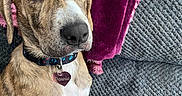 Pennie Jean joined the competition — help win amazing prizes! animal, blanket, brown, canine, collar, companion, couch, cute, dog, fur, home, indoor, paw, pet, portrait, relaxed, sitting, tag, texture, white