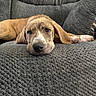 animal, couch, cozy, cute, dog, ears, face, fur, gray, home, indoor, laying_down, nose, paw, pet, puppy, relaxed, resting, sleepy, texture