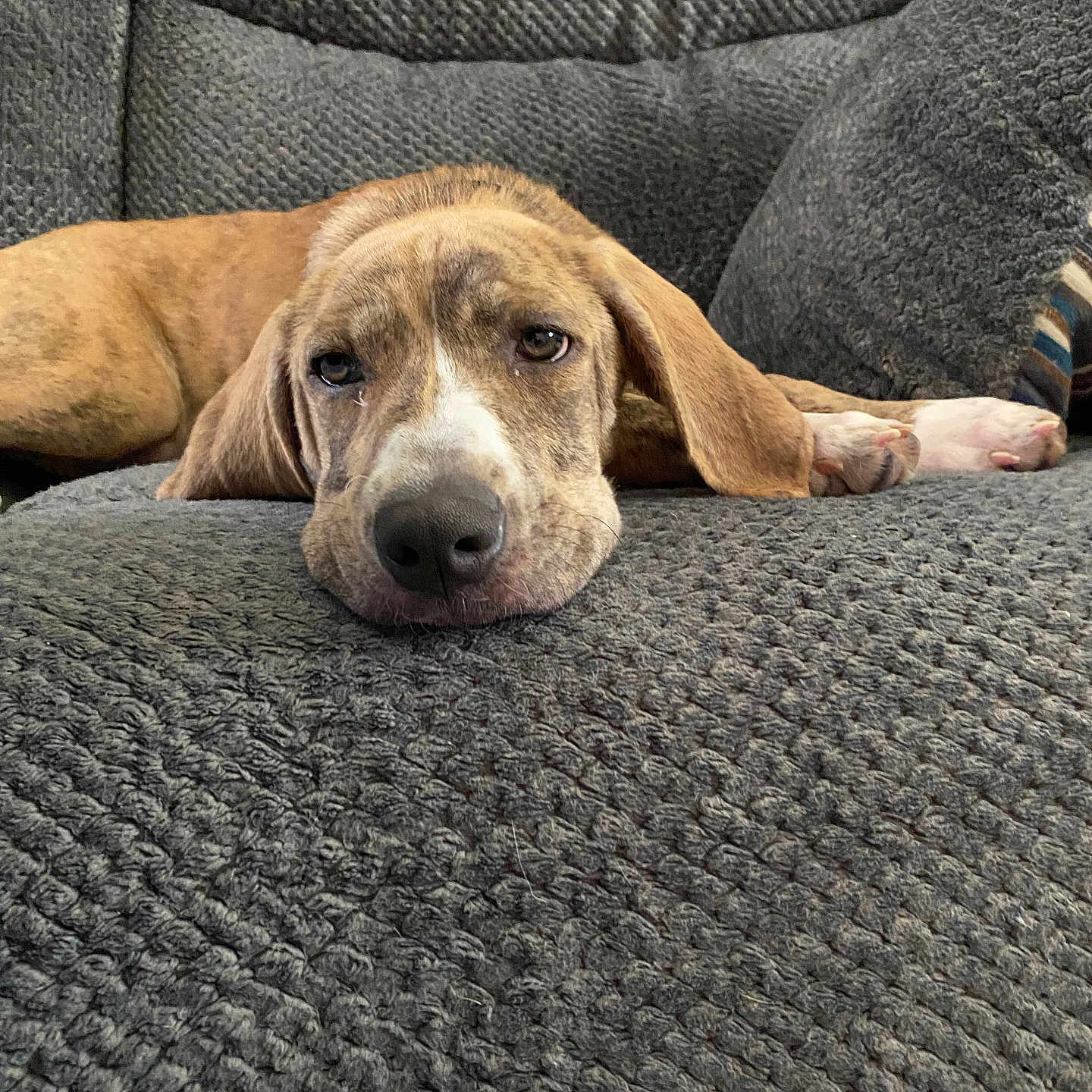 Pennie Jean is registered to the contest to win money with this photo: animal, couch, cozy, cute, dog, ears, face, fur, gray, home, indoor, laying_down, nose, paw, pet, puppy, relaxed, resting, sleepy, texture