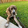 Pennie Jean is registered to the contest to win money with this photo: animal, brown, calm, canine, concrete, daylight, dog, fence, grass, leash, nature, outdoor, pet, puppy, relaxed, resting, sleepy, white_paws, yard, young_dog
