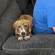 Pennie Jean joined the competition — help win amazing prizes! animal, blue_shirt, brindle, close_up, companion, couch, curious, dog, fur, gray, home, indoor, paw, person, pet, relaxing, resting, seated, texture, wood_floor