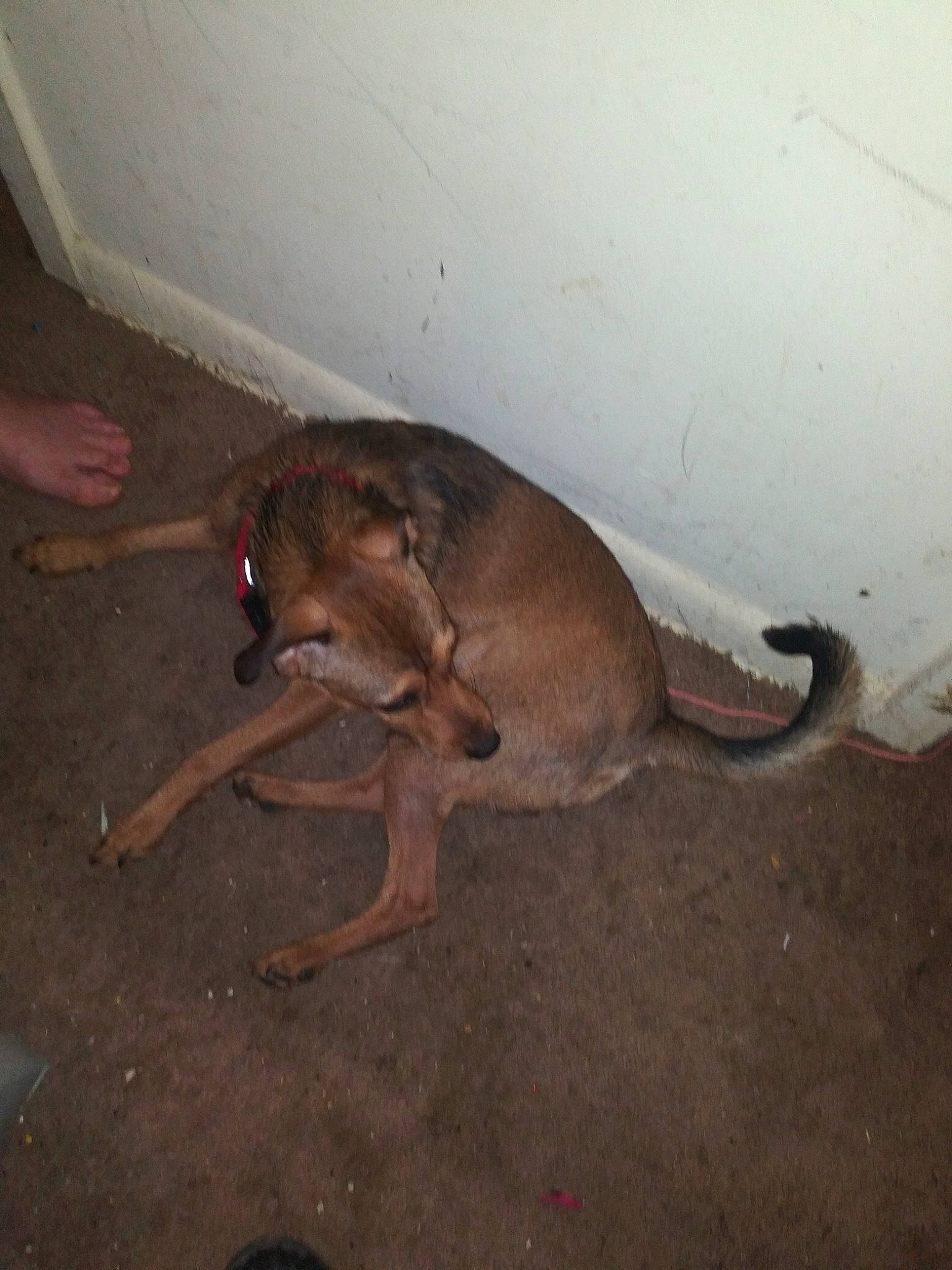 Jax Teller is registered to the contest to win money with this photo: canidae, carnivore, dog, dog_breed, fawn, italian_greyhound, tail