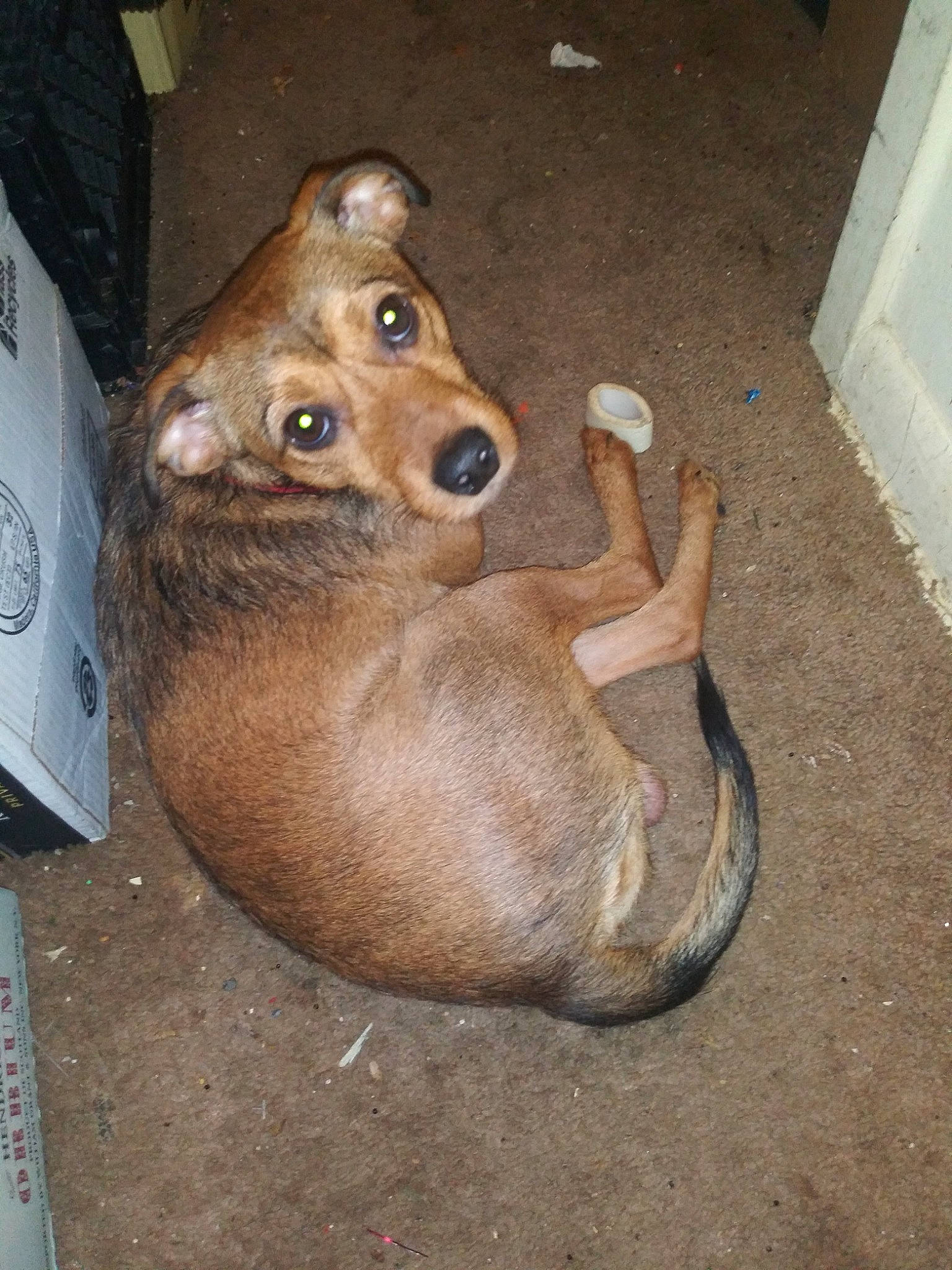 Jax Teller joined the competition — help win amazing prizes! canidae, carnivore, dog, dog_breed, fawn, snout, street_dog