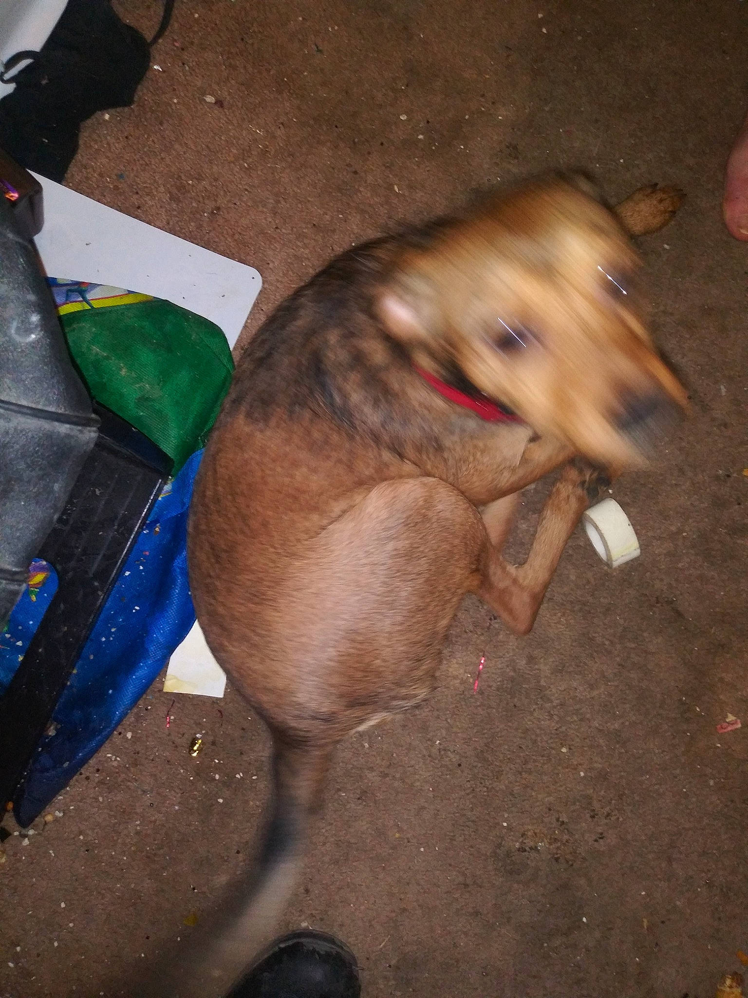 Jax Teller is registered to the contest to win money with this photo: canidae, carnivore, dog, dog_breed, fawn, lurcher, snout, street_dog