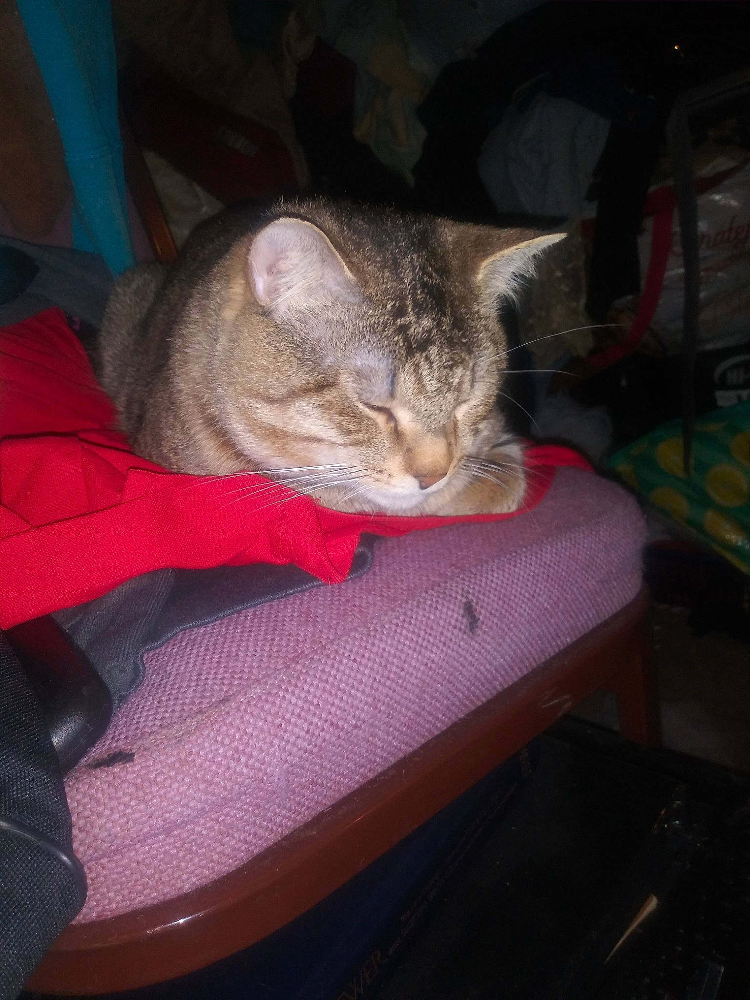 Curious George is registered to the contest to win money with this photo: asian, carnivore, cat, chausie, domestic_short_haired_cat, ear, european_shorthair, fawn, felidae, fur, german_rex, kitten, lap, singapura, small_to_medium_sized_cats, tabby_cat, whiskers