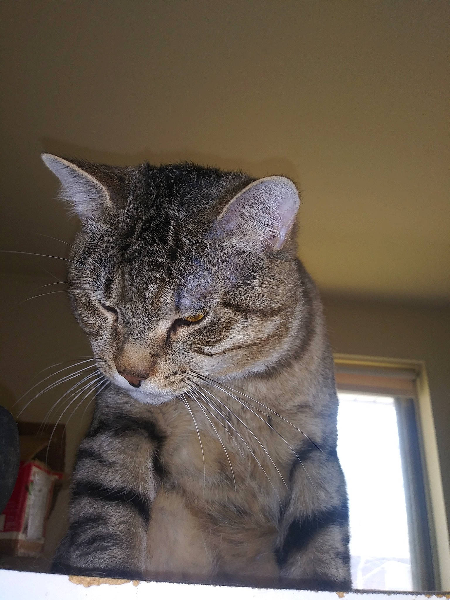 Curious George is registered to the contest to win money with this photo: american_shorthair, asian, australian_mist, california_spangled, carnivore, cat, domestic_short_haired_cat, dragon_li, european_shorthair, felidae, fur, kitten, mammal, ocicat, pixie_bob, polydactyl_cat, small_to_medium_sized_cats, snout, tabby_cat, whiskers