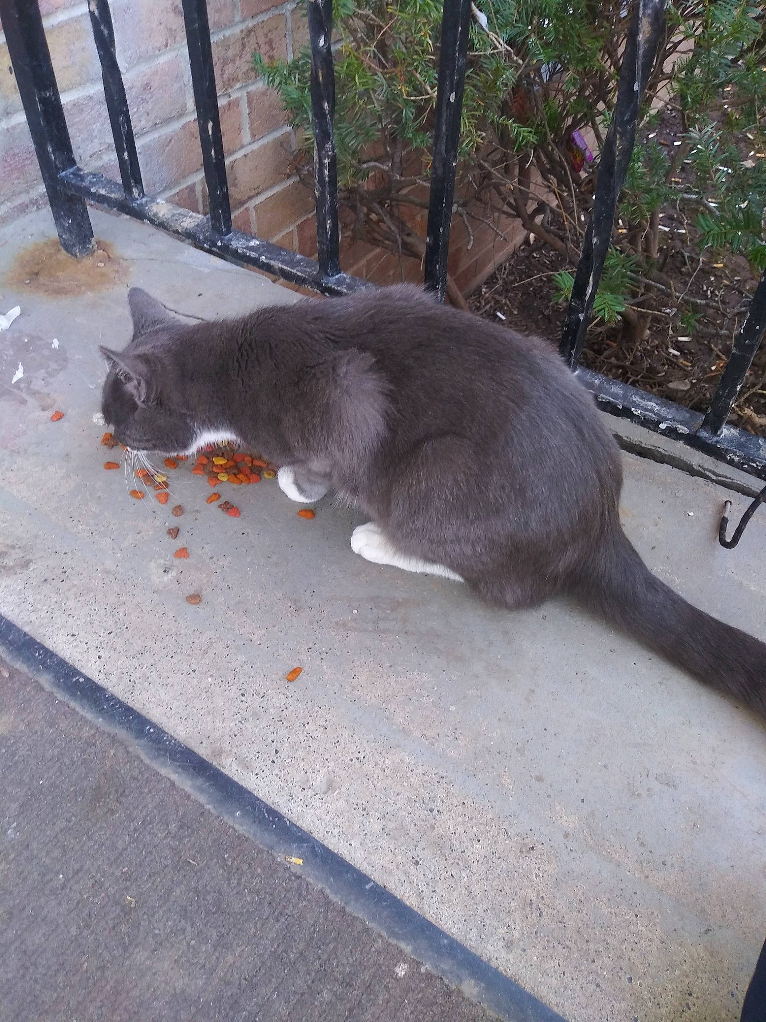 Ashby is registered to the contest to win money with this photo: carnivore, cat, felidae, russian_blue, small_to_medium_sized_cats, snout, tail, whiskers