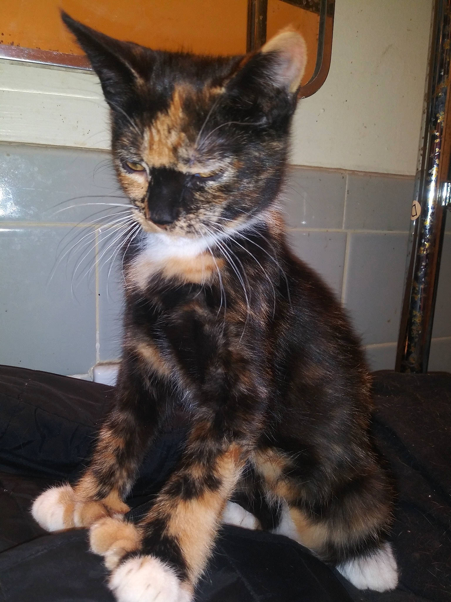 Una is registered to the contest to win money with this photo: american_shorthair, american_wirehair, asian, carnivore, cat, cymric, domestic_short_haired_cat, european_shorthair, felidae, fur, german_rex, kitten, kurilian_bobtail, mammal, polydactyl_cat, small_to_medium_sized_cats, tabby_cat, tail, vertebrate, whiskers