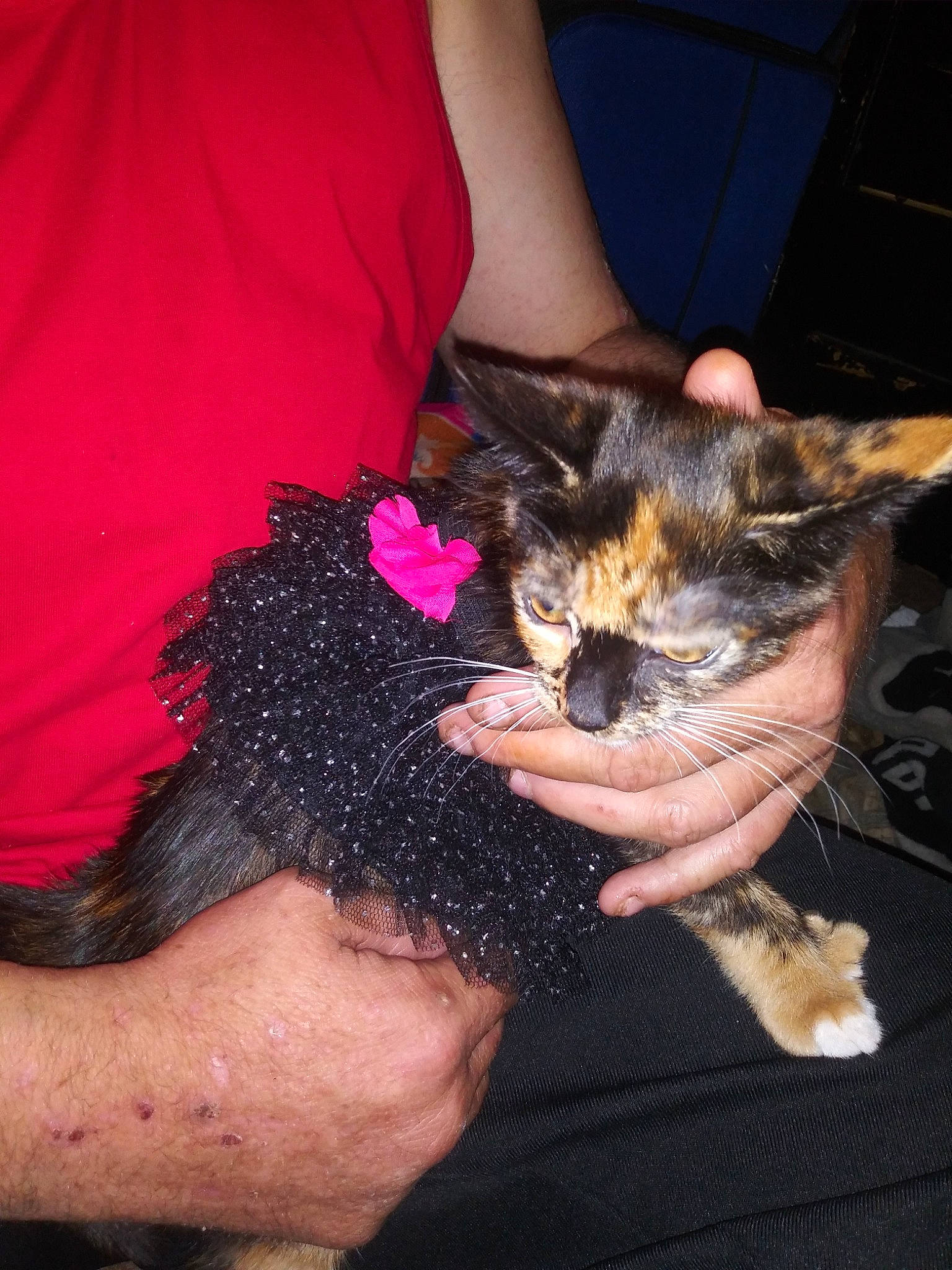 Una is registered to the contest to win money with this photo: canidae, carnivore, cat, claw, dog_breed, ear, european_shorthair, felidae, hand, kitten, nail, paw, puppy, small_to_medium_sized_cats, whiskers