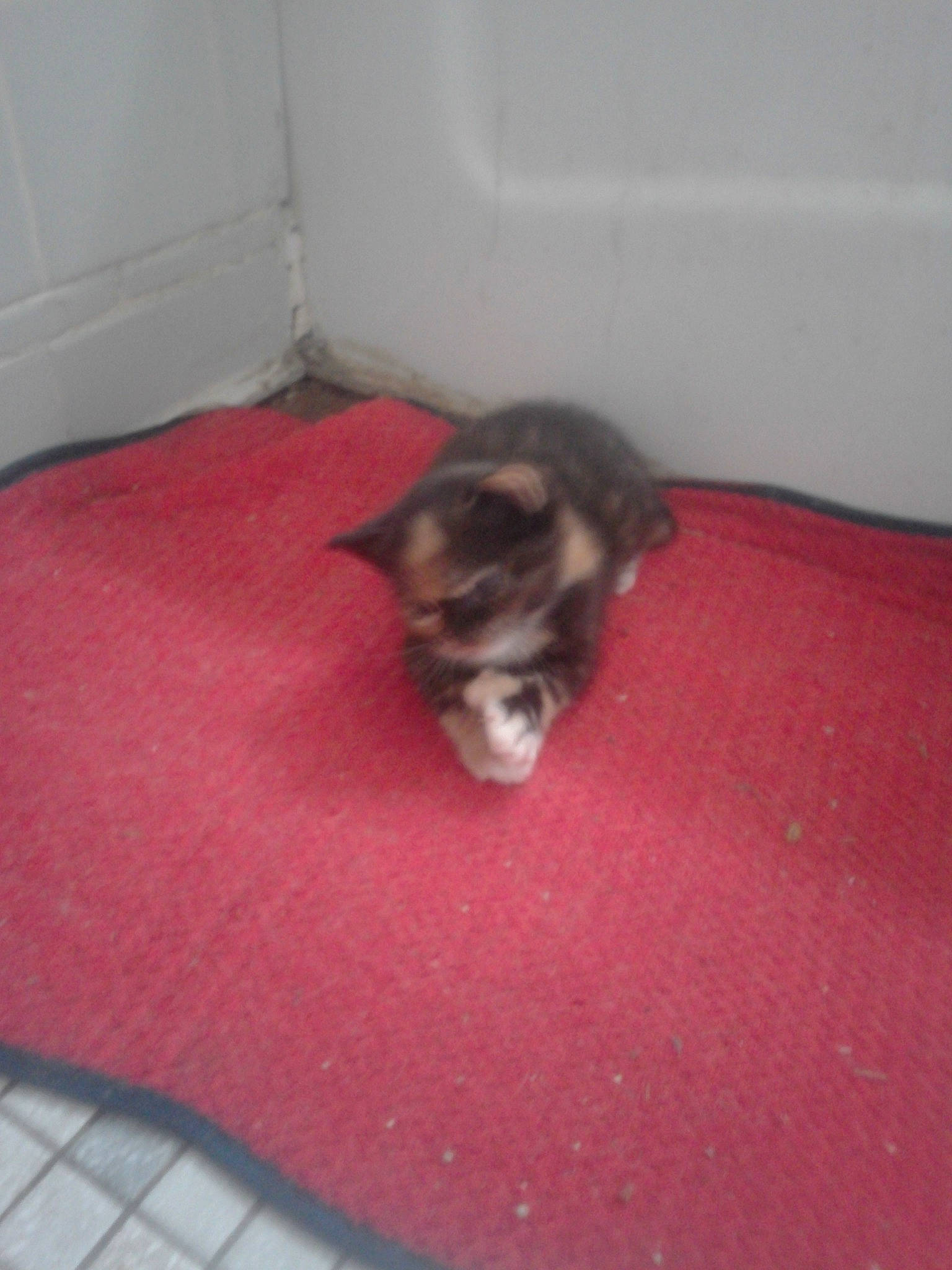 Una is registered to the contest to win money with this photo: canidae, carnivore, dog, dog_breed, mammal, puppy, siberian_husky