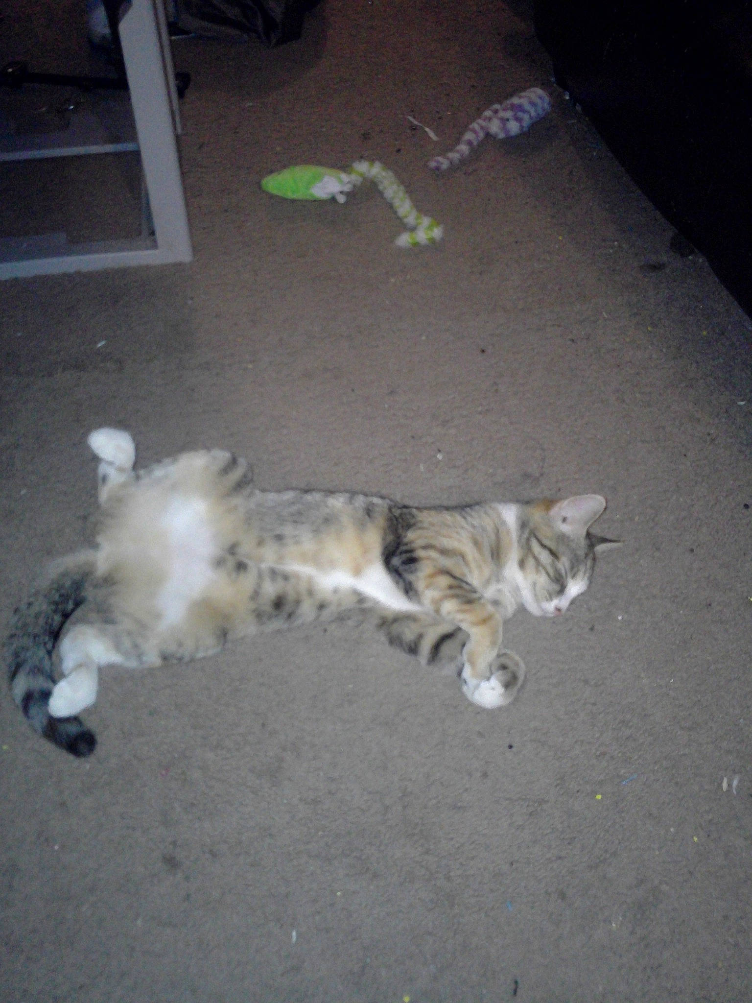 Lil Soup is registered to the contest to win money with this photo: canidae, carnivore, cat, dog_breed, european_shorthair, fawn, felidae, kitten, norwegian_forest_cat, polydactyl_cat, small_to_medium_sized_cats, tail, whiskers