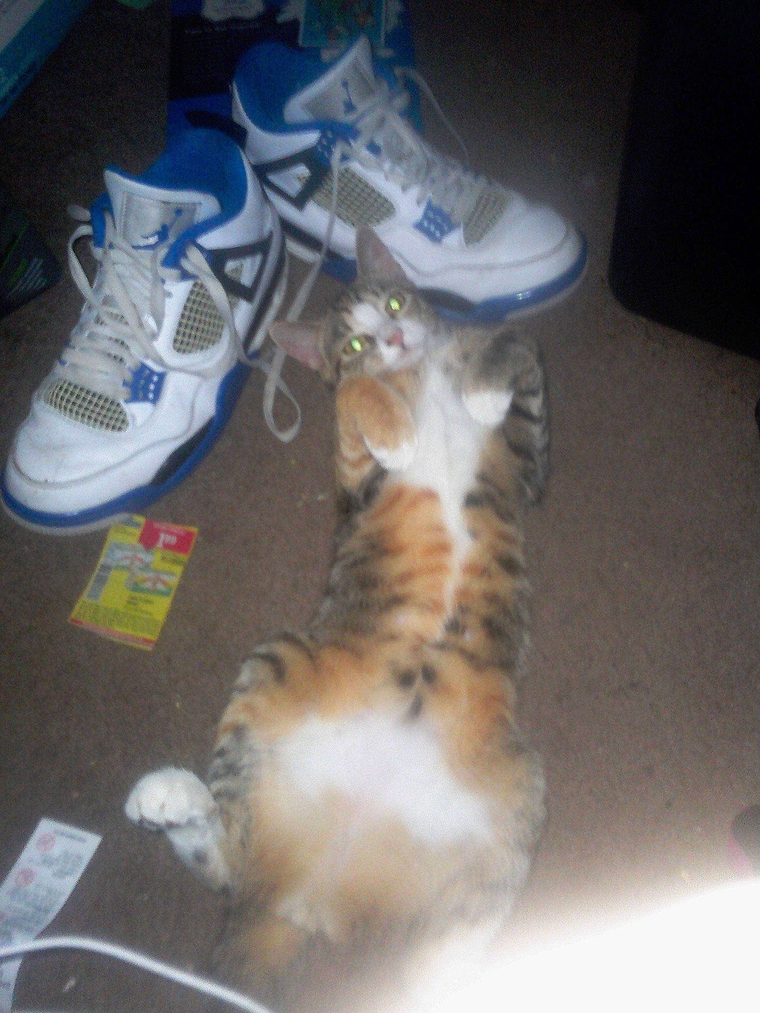 Lil Soup joined the competition — help win amazing prizes! athletic_shoe, carnivore, cat, felidae, footwear, kitten, shoe, small_to_medium_sized_cats, tail, whiskers