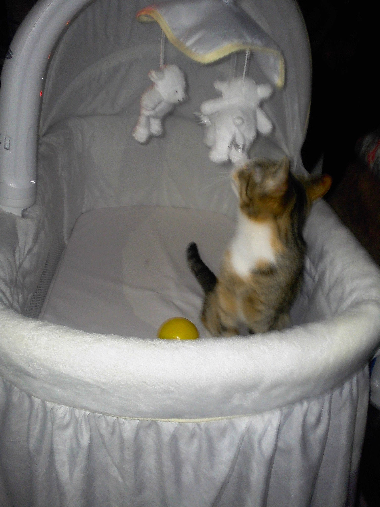 Lil Soup is registered to the contest to win money with this photo: baby_products, bed, canidae, carnivore, cat, felidae, infant_bed, kitten, norwegian_forest_cat, small_to_medium_sized_cats