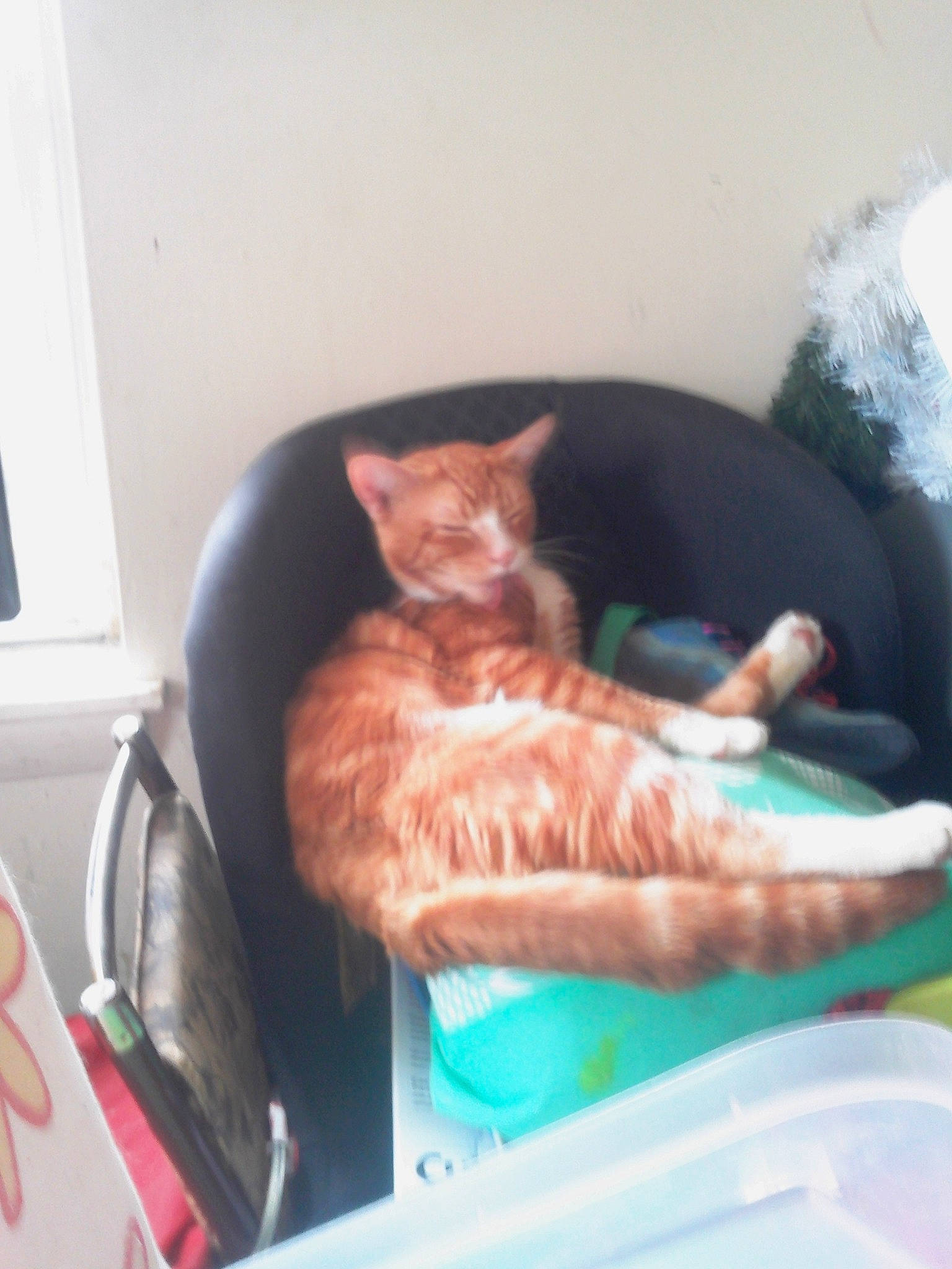 Opie joined the competition — help win amazing prizes! carnivore, cat, domestic_short_haired_cat, ear, european_shorthair, eye, felidae, german_rex, kitten, small_to_medium_sized_cats, whiskers