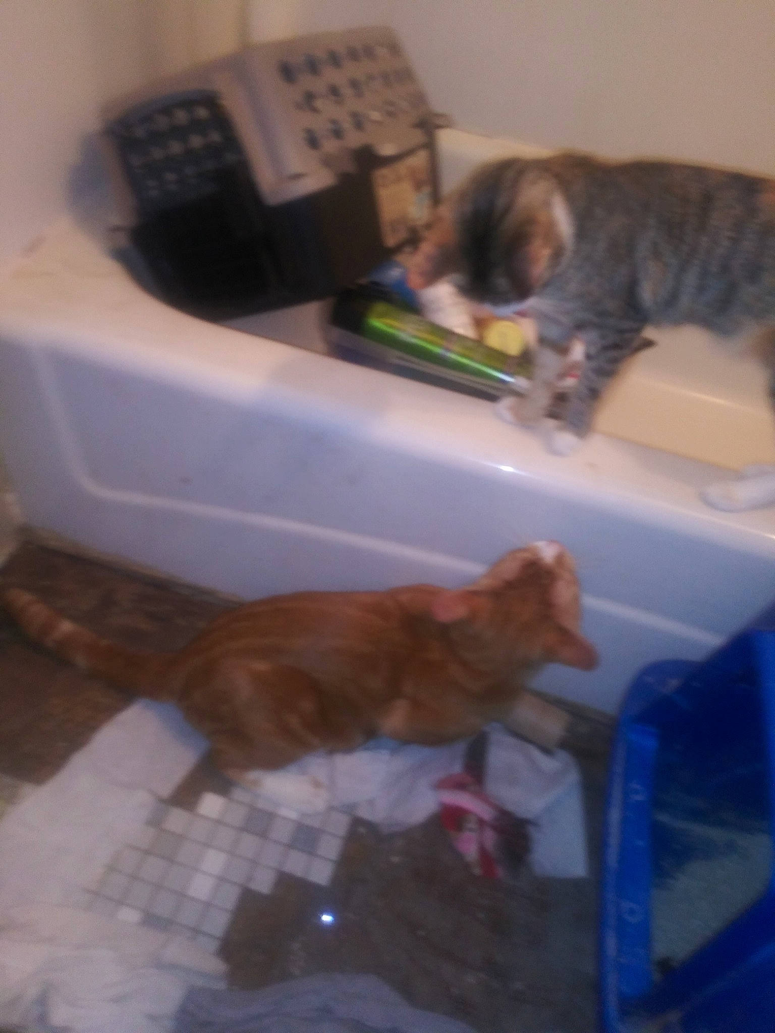 Opie is registered to the contest to win money with this photo: carnivore, cat, domestic_short_haired_cat, european_shorthair, fawn, felidae, small_to_medium_sized_cats, tabby_cat, tail, whiskers