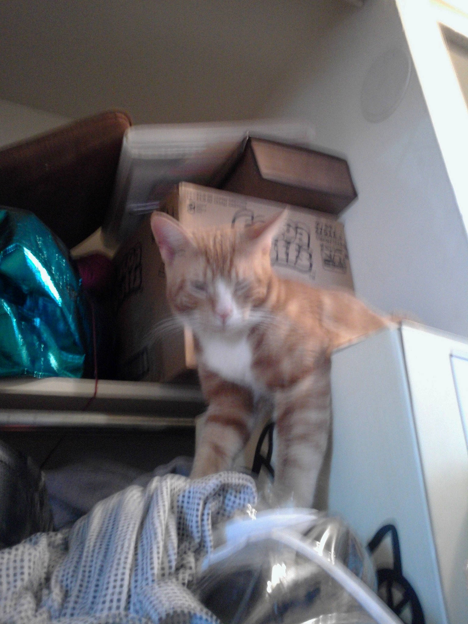 Opie is registered to the contest to win money with this photo: american_shorthair, asian, carnivore, cat, domestic_short_haired_cat, european_shorthair, felidae, kitten, ocicat, small_to_medium_sized_cats, tabby_cat, whiskers