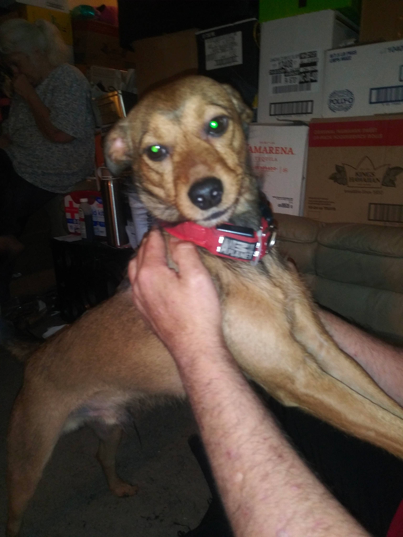 Jax Teller joined the competition — help win amazing prizes! aspin, canidae, carnivore, chippiparai, dog, dog_breed, fawn, feist, greyhound, lurcher, mammal, snout, sporting_group, street_dog