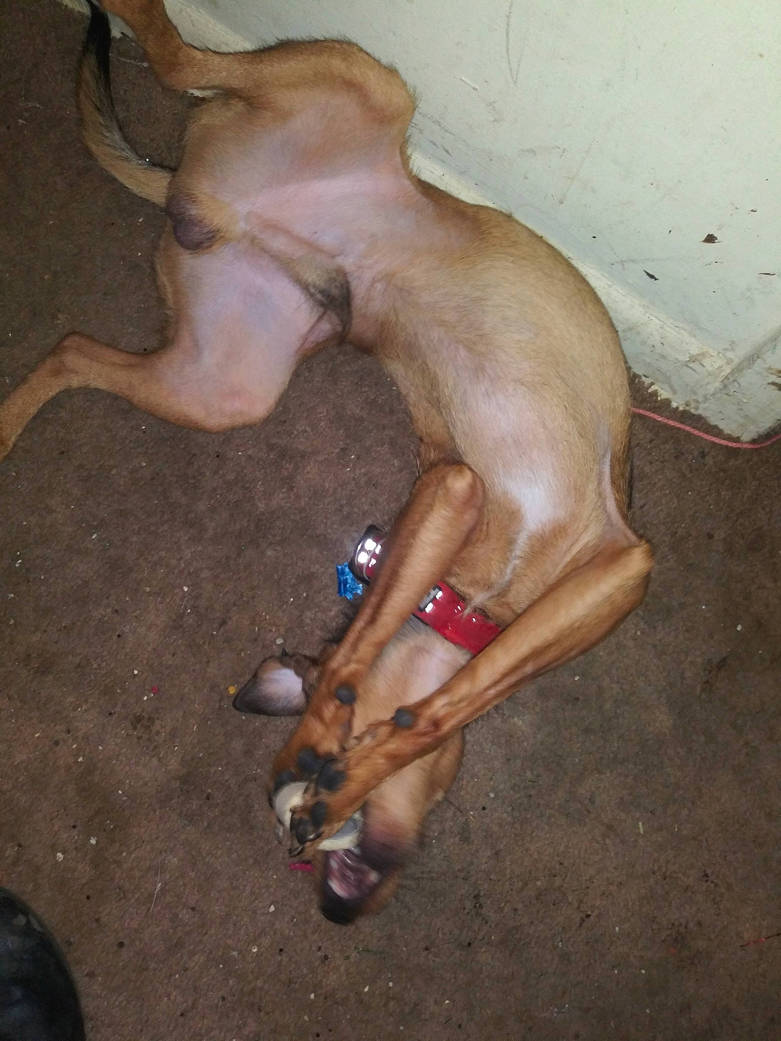 Jax Teller is registered to the contest to win money with this photo: canidae, carnivore, dog, dog_breed, fawn, rhodesian_ridgeback, sporting_group