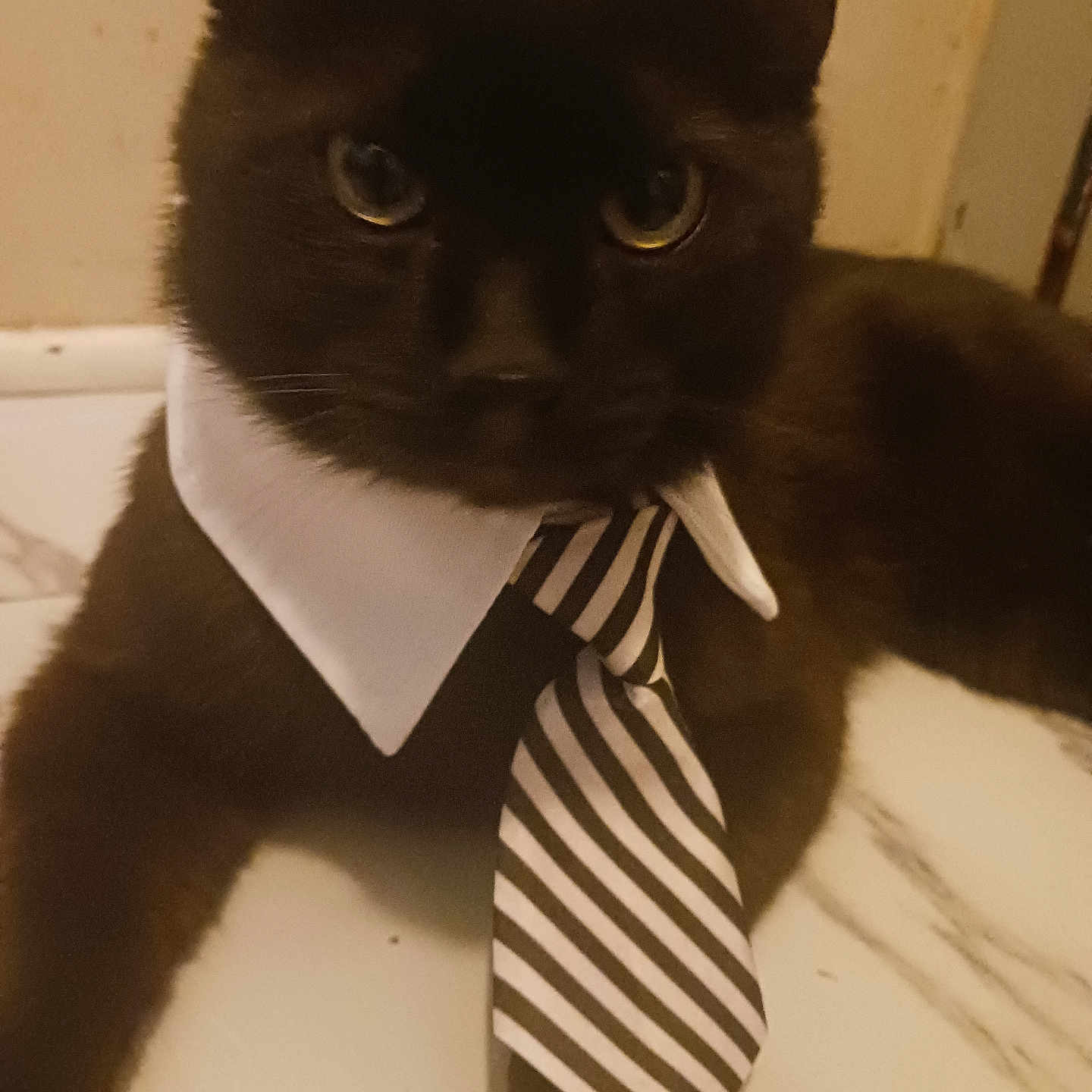 Magic Wesley Snipes joined the competition — help win amazing prizes! abyssinian, accessories, animal, blackcat, bowtie, cat, clothing, coat, collar, formalwear, kitten, manx, necktie, pet, siamese, suit, tie