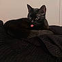 animal, bird, blackbird, blackcat, blanket, bodypart, cat, couch, furniture, kitten, mouth, person, pet, tongue