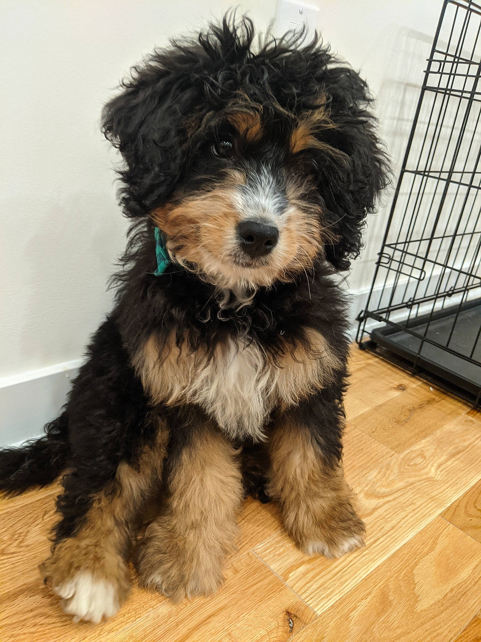 Griffin joined the competition — help win amazing prizes! cage, canidae, carnivore, companion_dog, dog, dog_breed, floor, flooring, fur, hardwood, laminate_flooring, mesh, pet_supply, small_terrier, snout, sporting_group, terrier, toy_dog, vertebrate, wood_flooring