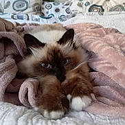 Gucci a rejoint le concours — aidez-le/la à gagner de superbes lots ! cat, fluffy, blue_eyes, paws, blanket, bed, cozy, indoor, resting, cute, pet, fur, pink, white, patterned_pillow, home, animal, relaxing, soft, sleepy