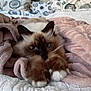 cat, fluffy, blue_eyes, paws, blanket, bed, cozy, indoor, resting, cute, pet, fur, pink, white, patterned_pillow, home, animal, relaxing, soft, sleepy